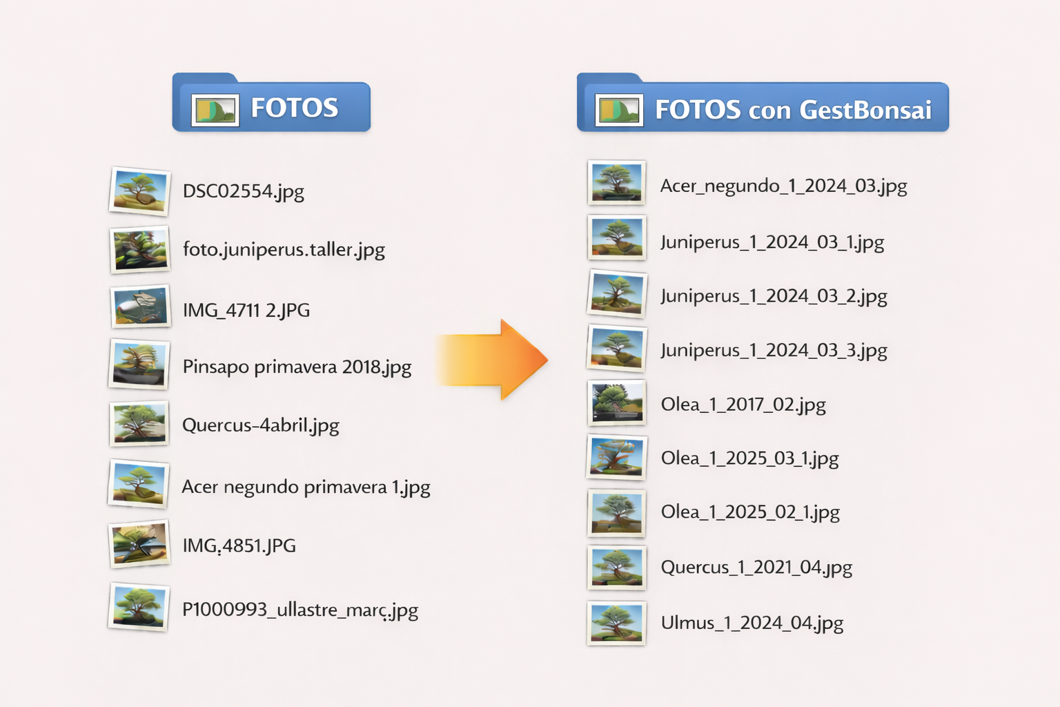 Ejemplo de fotos organizadas por GestBonsai